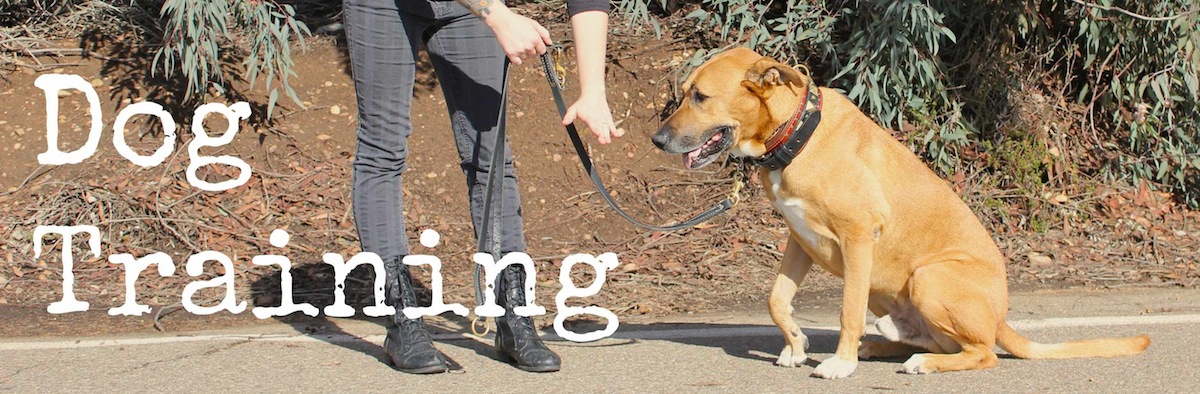 Dog and puppy training San Diego